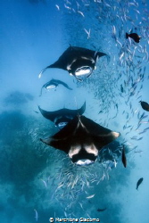 Feeding frenzly, the mantas of the Hanifaru lagoon Baa at... by Marchione Giacomo 